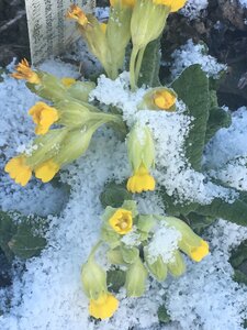 Gestärkt_durch_den_Winter