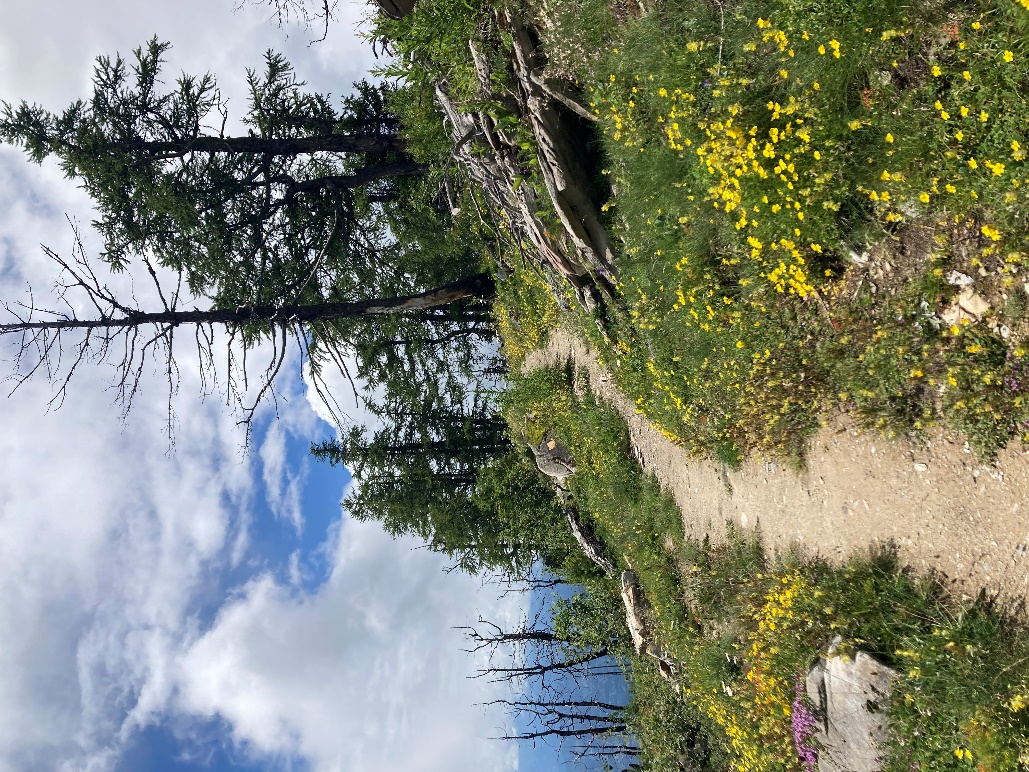 Heilkräuter- und Wanderwoche